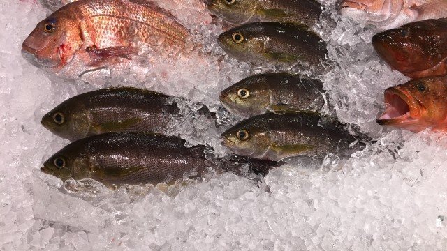 あつ森から学ぶ生物の話 187種類はタイもどき あやかり タイ にしても程がある 緑木リョク Note あつ森から学ぶ生物の話 187種類はタイもどき あやかり タイ にしても程がある 緑木リョク Note
