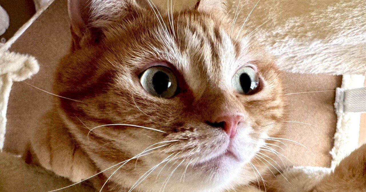 カレンダーできたっ！｜にゃんすみきおのつぶやき