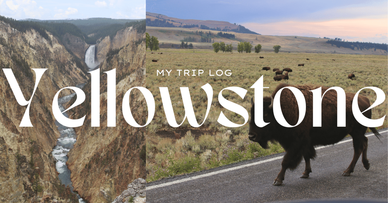 イエローストーン国立公園 vol.2】バイソンに大接近！野生動物と出会う