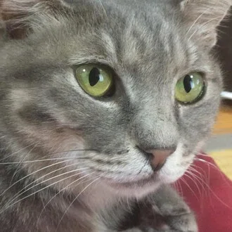 入穂