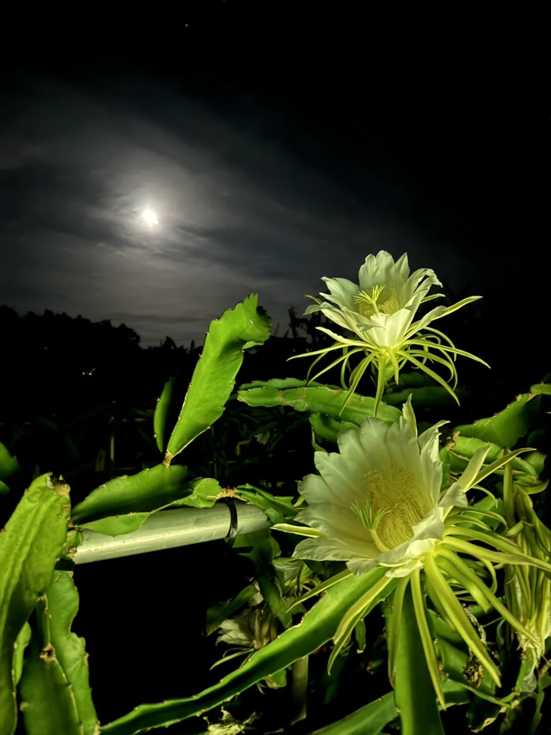 一晩だけ咲く花と満月の夜｜野澄