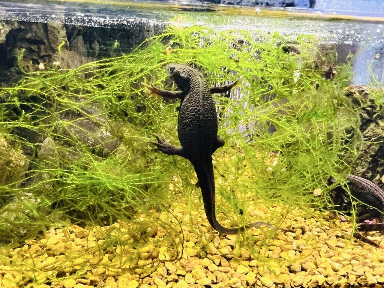 小さなペットを飼おう〜イモリウム的な〜｜詫）僭越