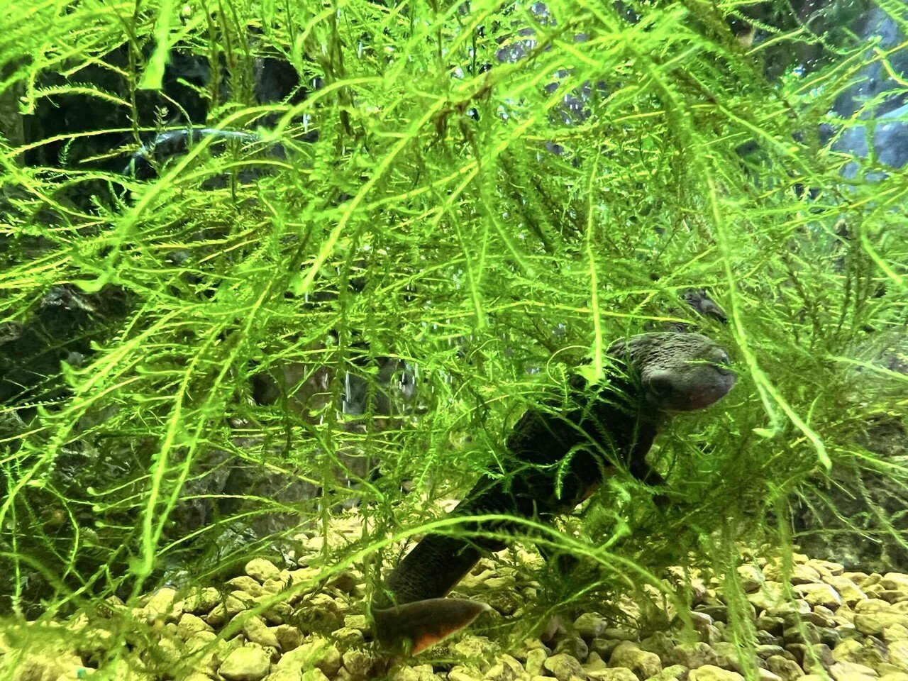 小さなペットを飼おう〜イモリウム的な〜｜詫）僭越