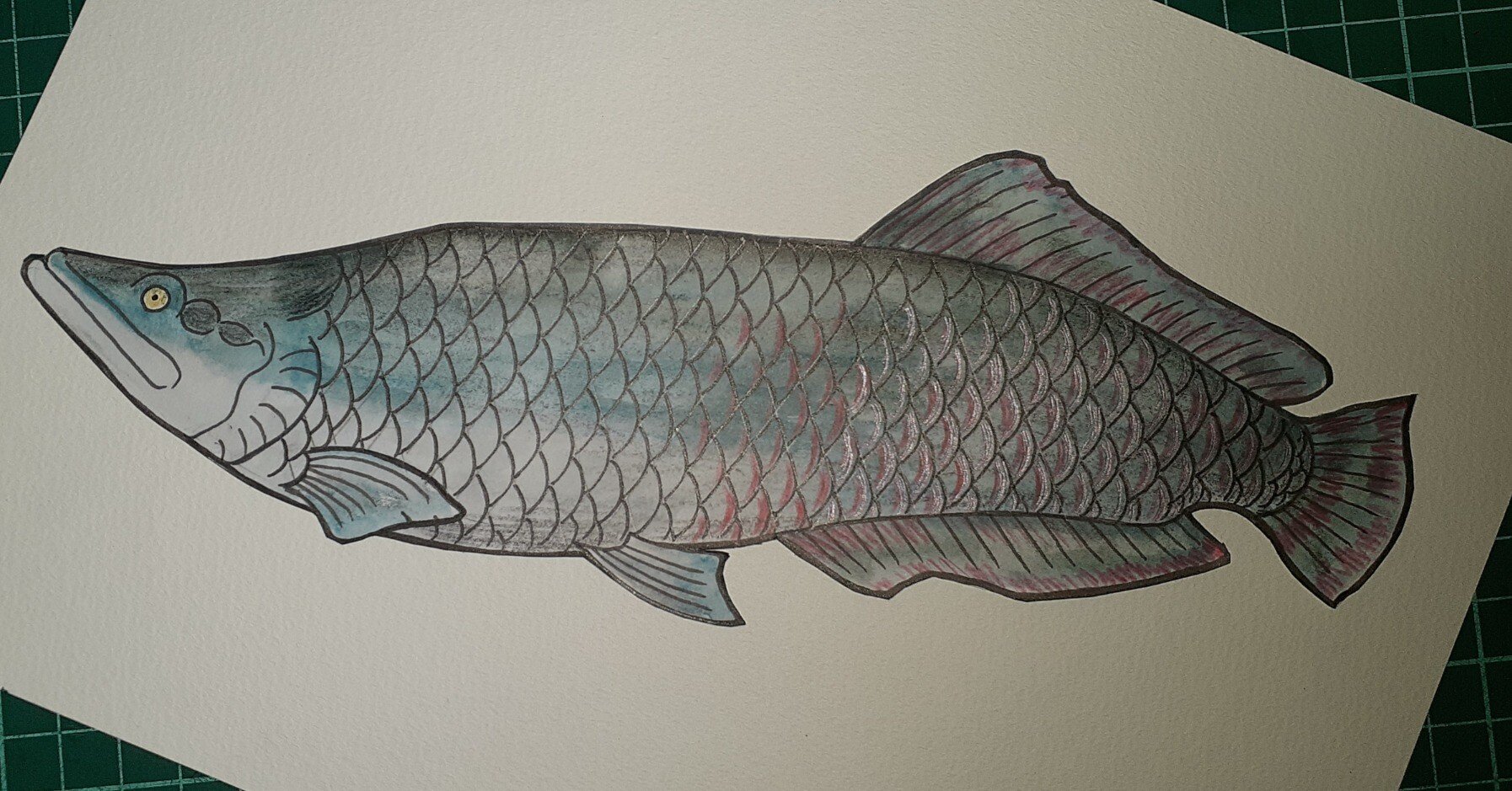 イラスト】魚…何題？｜TechpanCreate（テクパン・クリエイト）