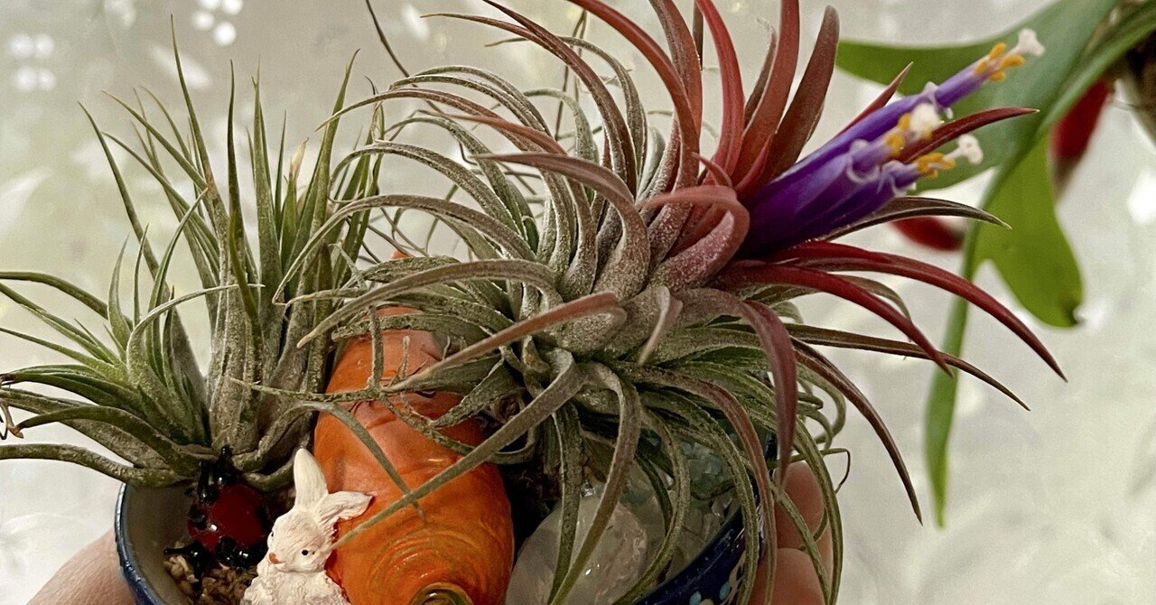 吉兆☺️チランジア・イオナンタに3本の花 小さな幸せ｜しなやかで折れ