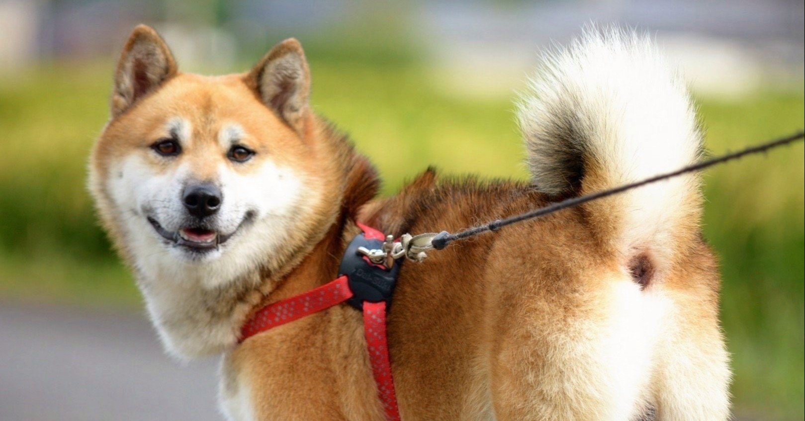 犬にアレを噛まれたぜ な小説 子犬たち Koji Takahashi Note
