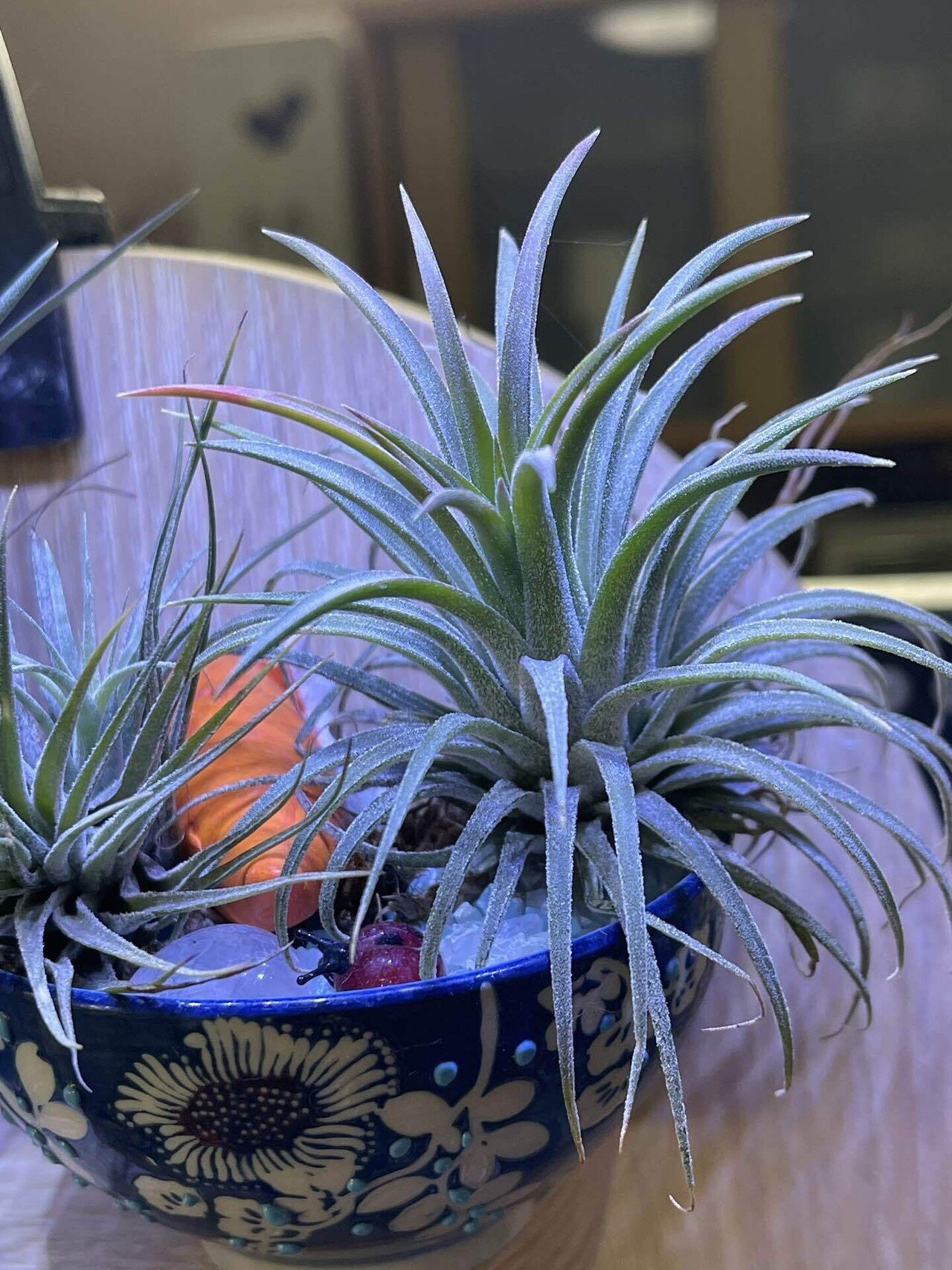 吉兆☺️チランジア・イオナンタに3本の花 小さな幸せ｜しなやかで折れ