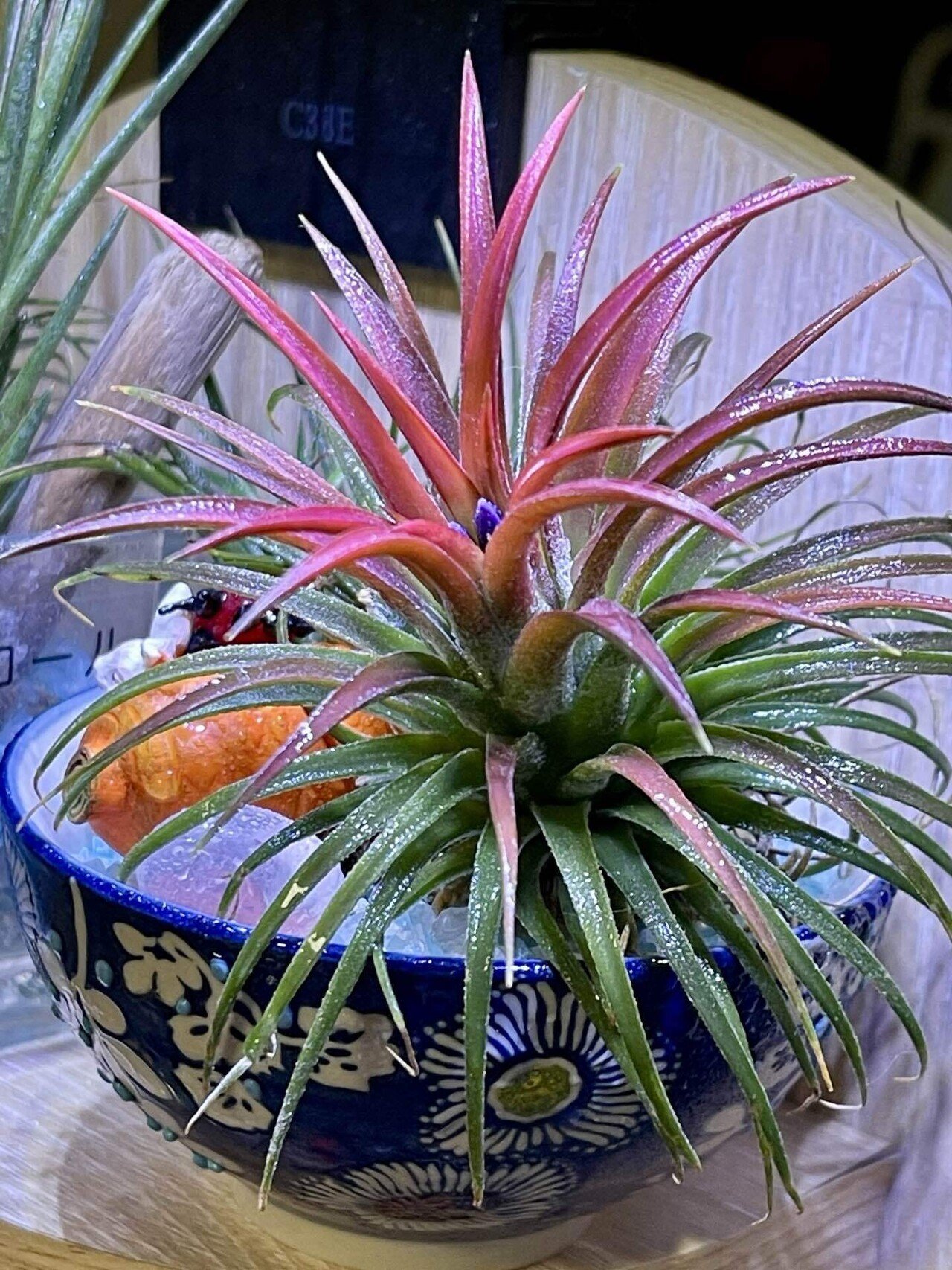 吉兆☺️チランジア・イオナンタに3本の花 小さな幸せ｜しなやかで折れ