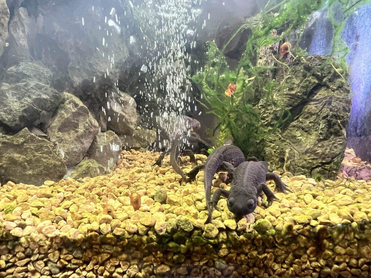 小さなペットを飼おう〜イモリウム的な〜｜詫）僭越