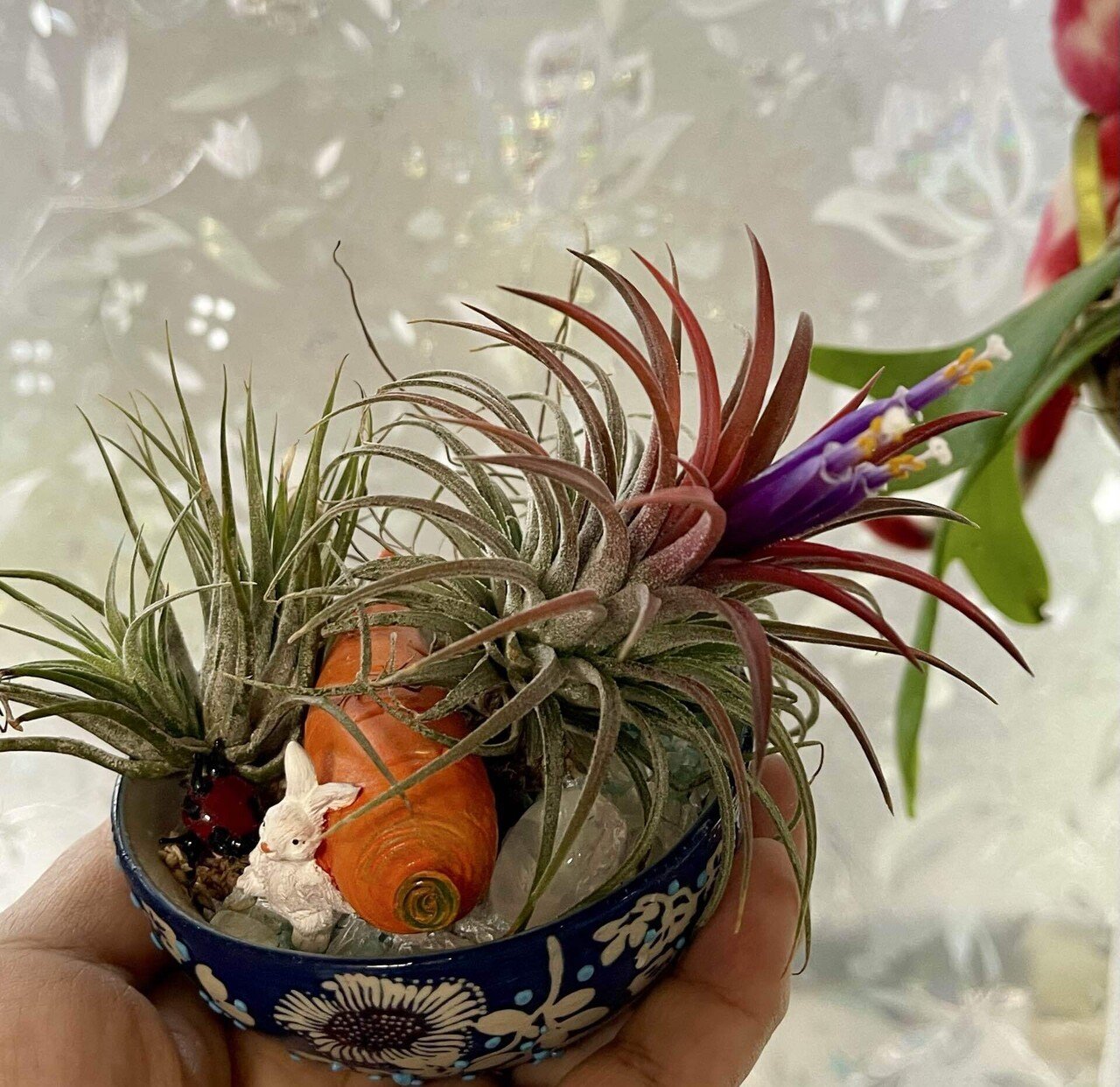 吉兆☺️チランジア・イオナンタに3本の花 小さな幸せ｜しなやかで折れ