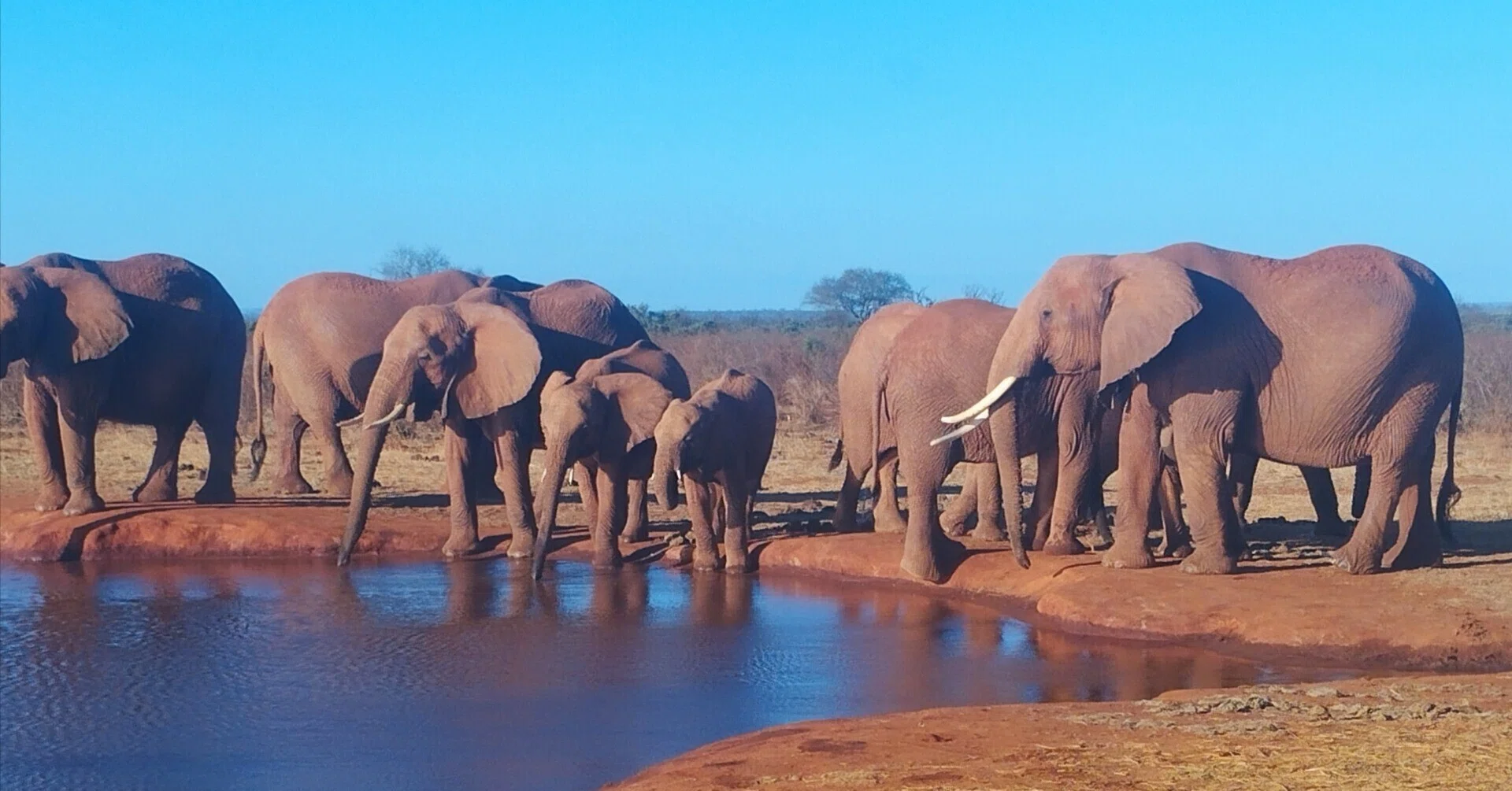 ケニア・モンバサから一番近い国立公園Tsavo east （東ツァボ）の