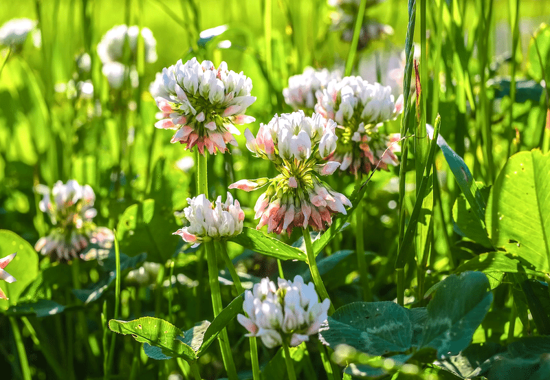 Niitty 春の訪れを告げる５つの草花 Lapuan Kankurit 表参道 Note