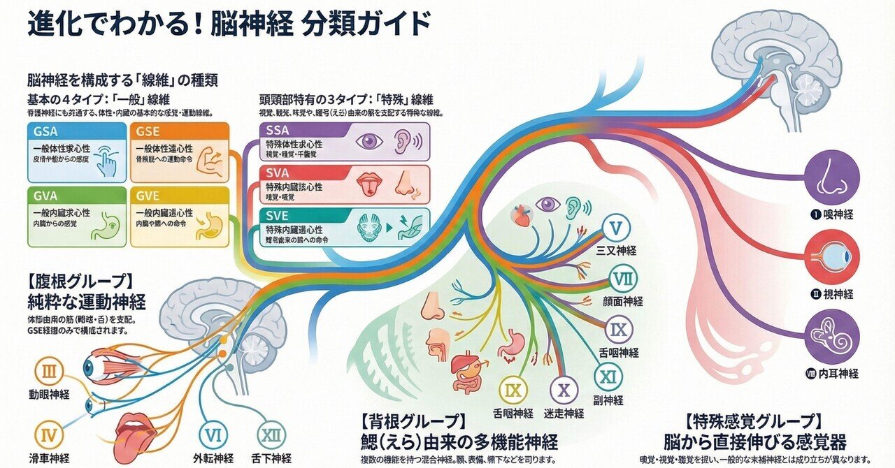 なぜ、脳神経は難しい？ ― 進化から学ぶ、新しい12対の分類法｜室生 暁