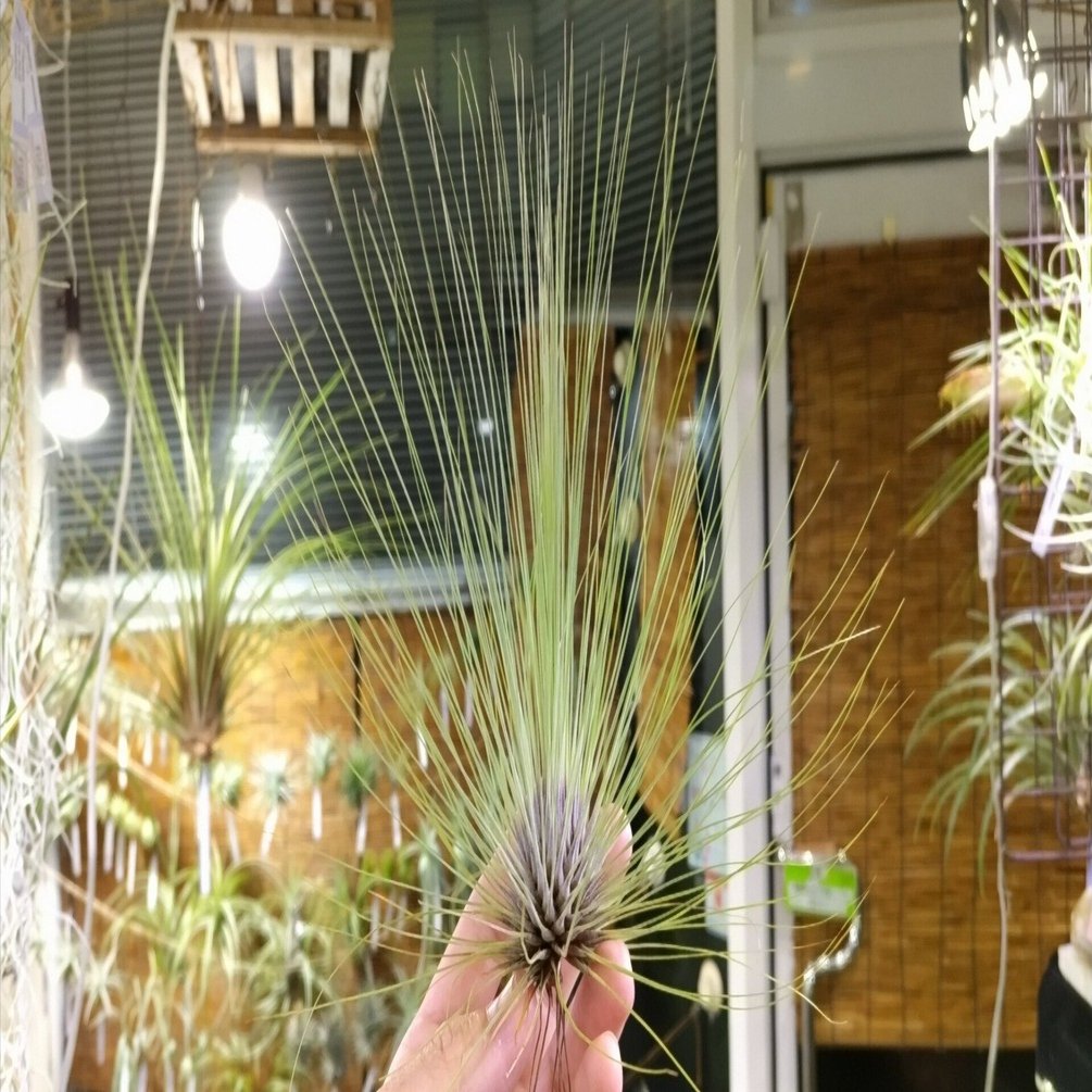 チランジア入荷リスト11/1｜NatureGarden🌿神田