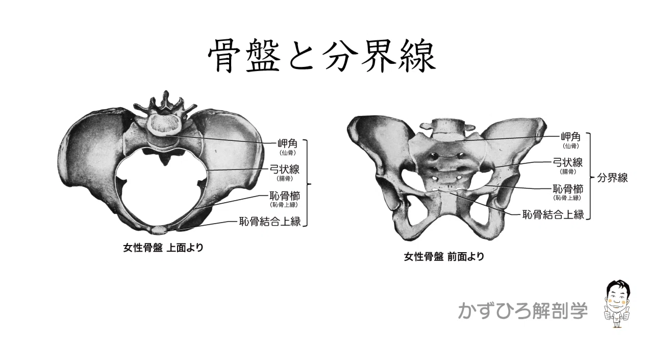 骨盤の分界線とは何か｜かずひろ先生（黒澤一弘｜解剖×教育×AI）