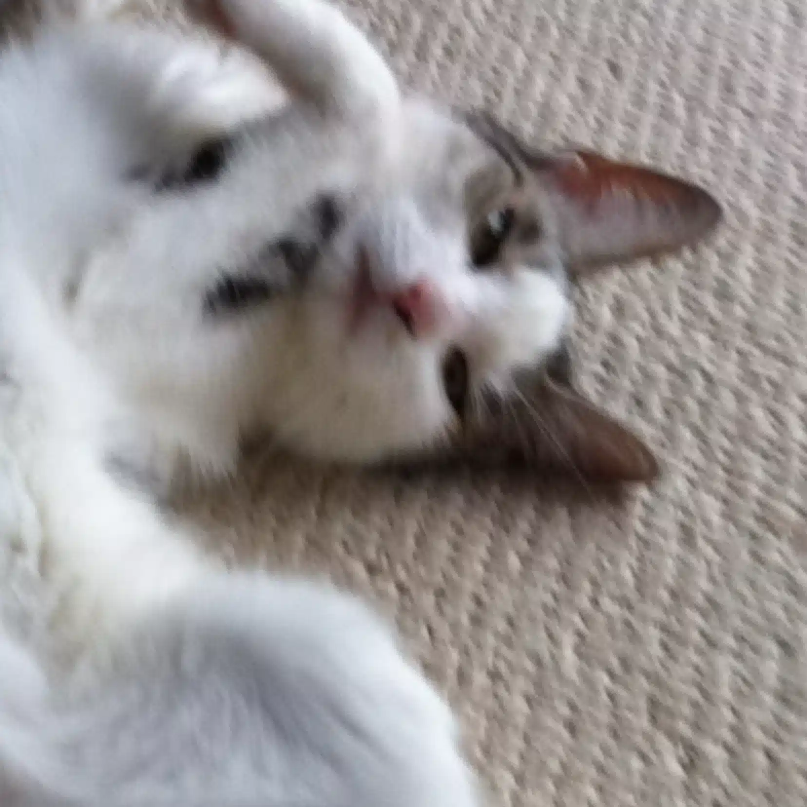 のら