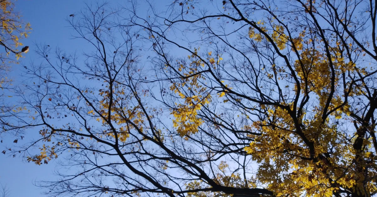 Reflection Hypothesis Inference #26 Toshio Nakauchi Collected Works I - Chapter 2|たつや