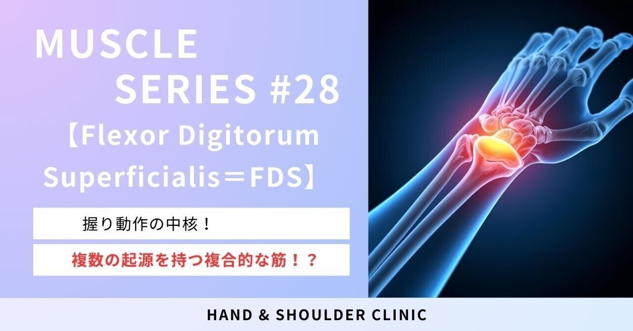 若手セラピスト向け】浅指屈筋を臨床で使いこなす|握り動作の中心筋を理解する｜Shu Re:habilitation