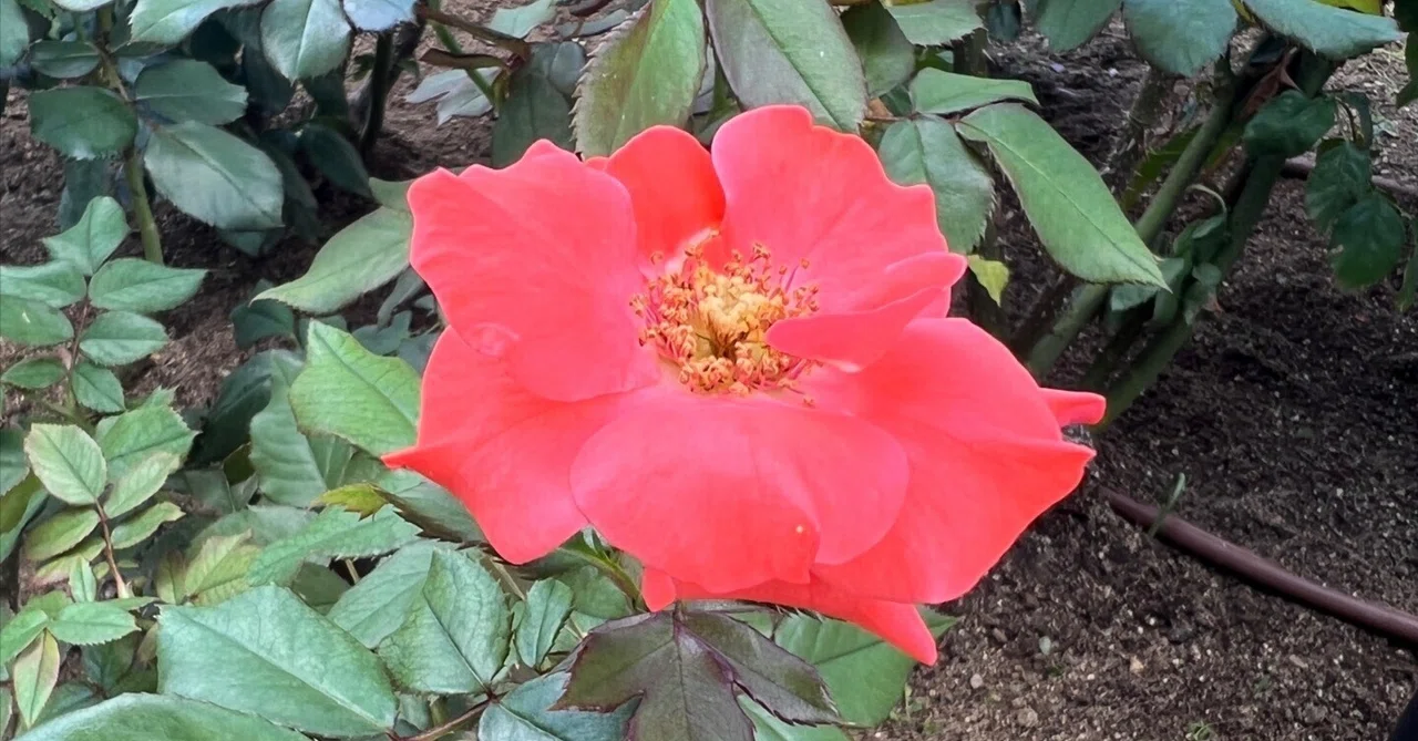 🇮🇪オレンジ・シルク（Orange Silk）🌹中之島バラ園｜ぱぽにゃん🌹🌳