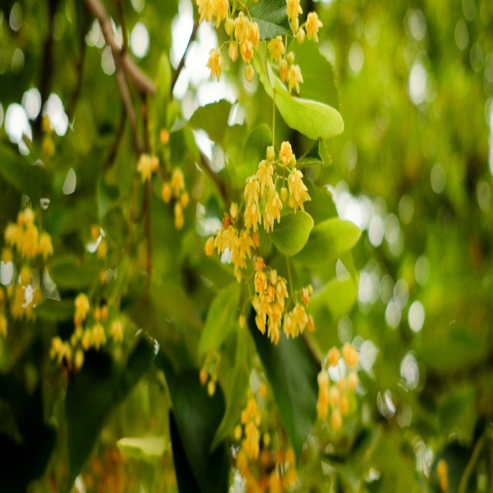 写真】菩提樹の花｜かにもどき