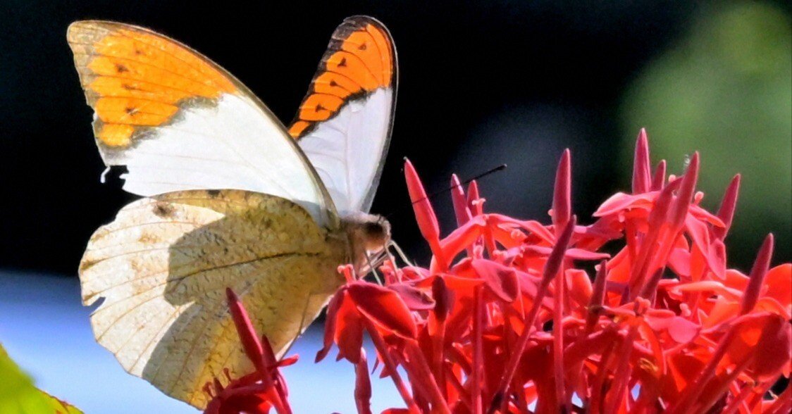 351e8f20f97f145a2790395d25fce0