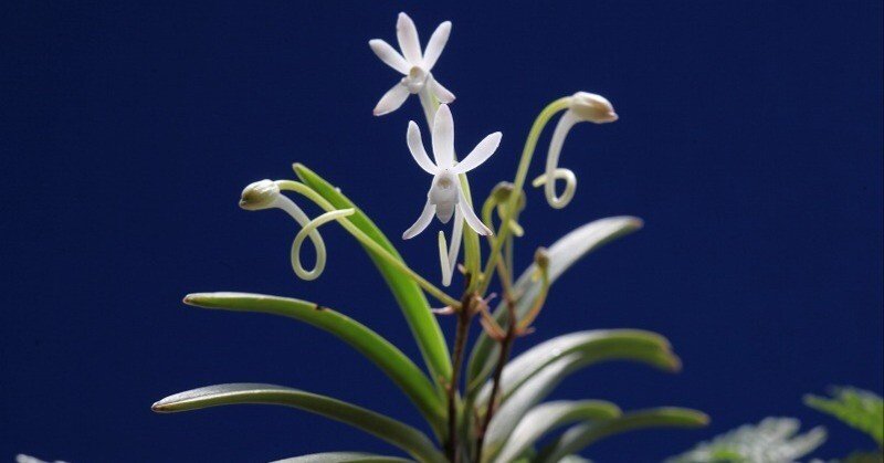富貴蘭「伊勢矮鶏の貝殻付け」の花(過去の画像倉庫から)｜KJ Morison