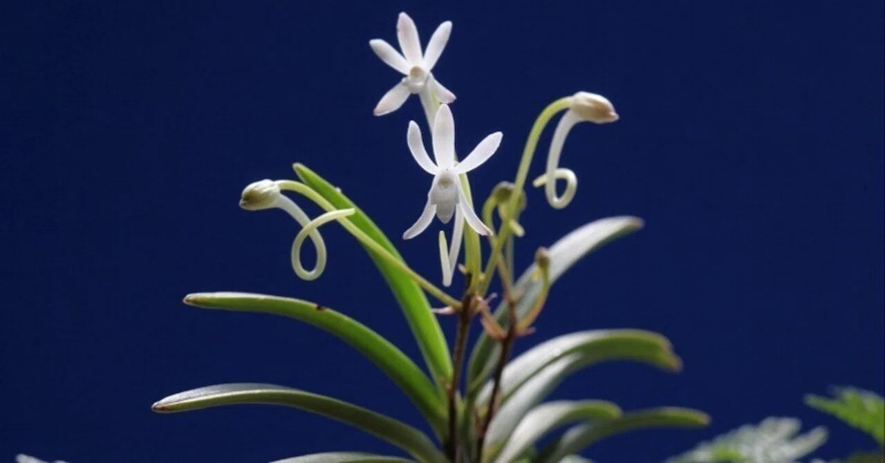 富貴蘭「伊勢矮鶏の貝殻付け」の花(過去の画像倉庫から)|KJ Morison 富貴蘭「伊勢矮鶏の貝殻付け」の花(過去の画像倉庫から)|KJ Morison