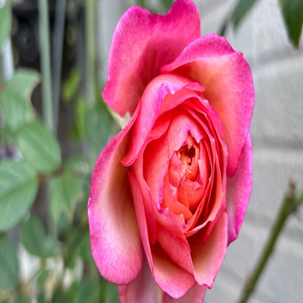 実家のバラ その後 〜 夏後半から初冬 2025｜Strelitzia