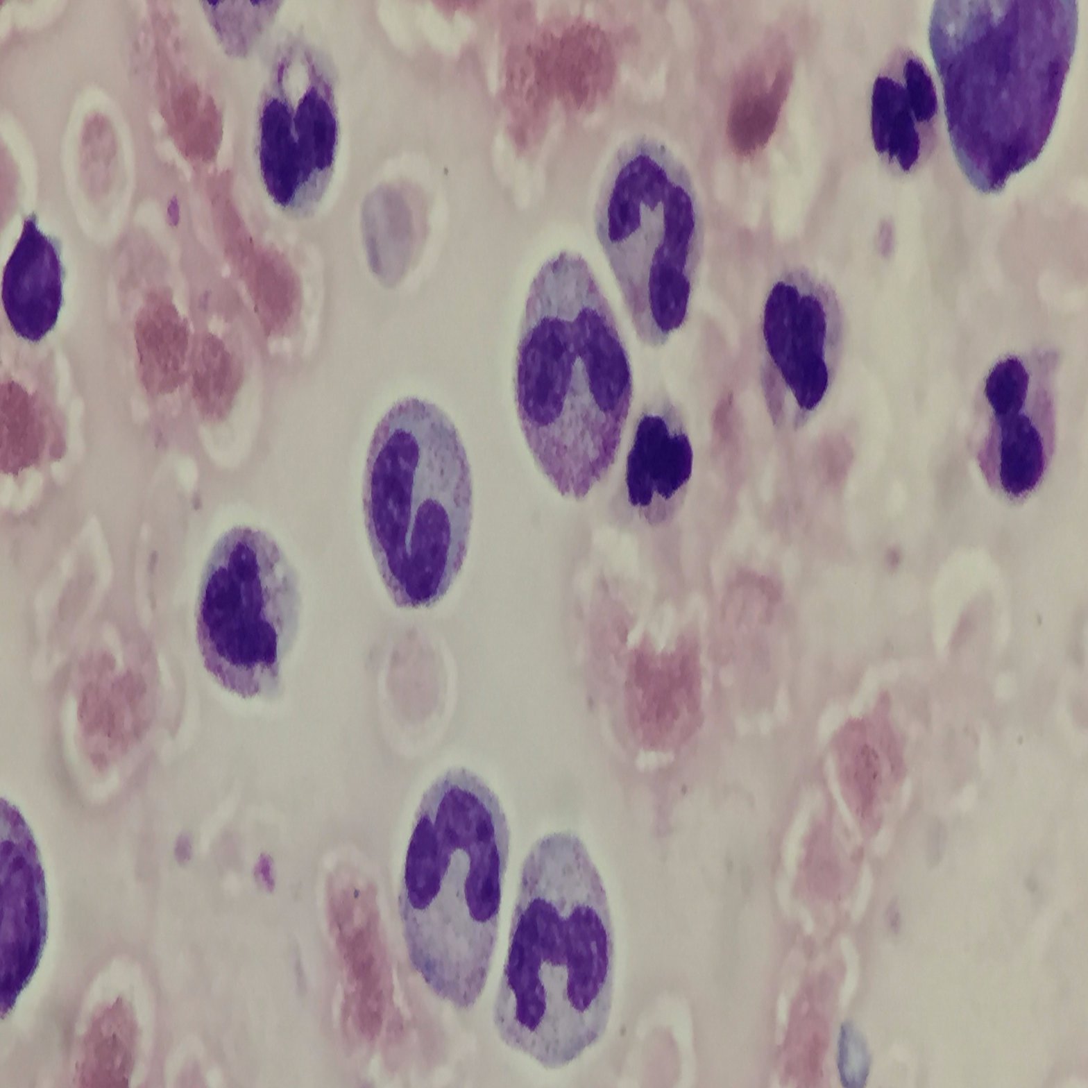 Ch11-1病原體| PPT, image size:2000x1047