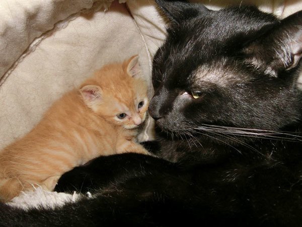 顔に出るタイプ 笑い猫 細村 誠 Note