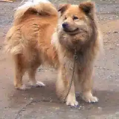 風原そうか