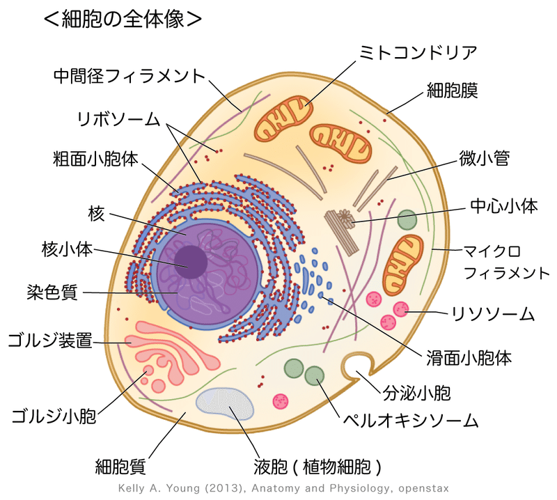 t111-16-細胞中で特定の機能を分担する器官を細胞小器官という-図