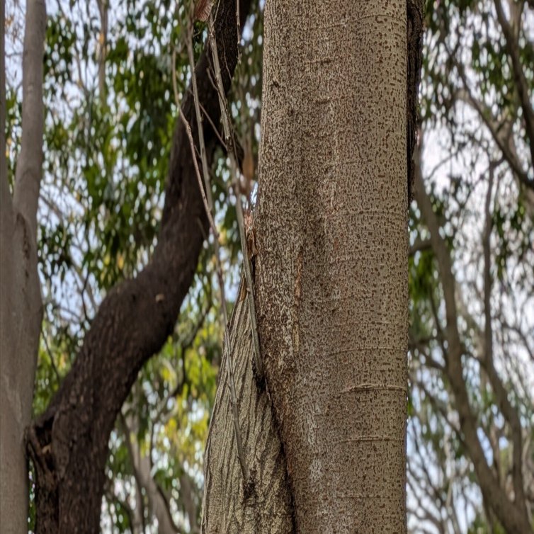 不思議な木 〜 休日散歩の途中で｜蒔萌ゝ子（まきももこ）