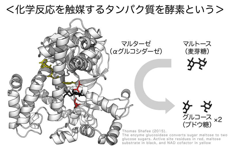 t112-16-酵素はタンパク質（マルターゼ）図