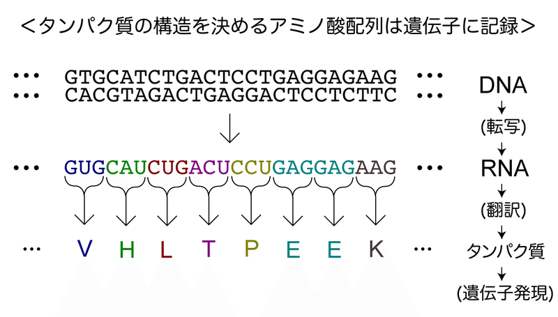 t112-17-タンパク質の構造を決めるアミノ酸の配列は遺伝子に記録されている-図
