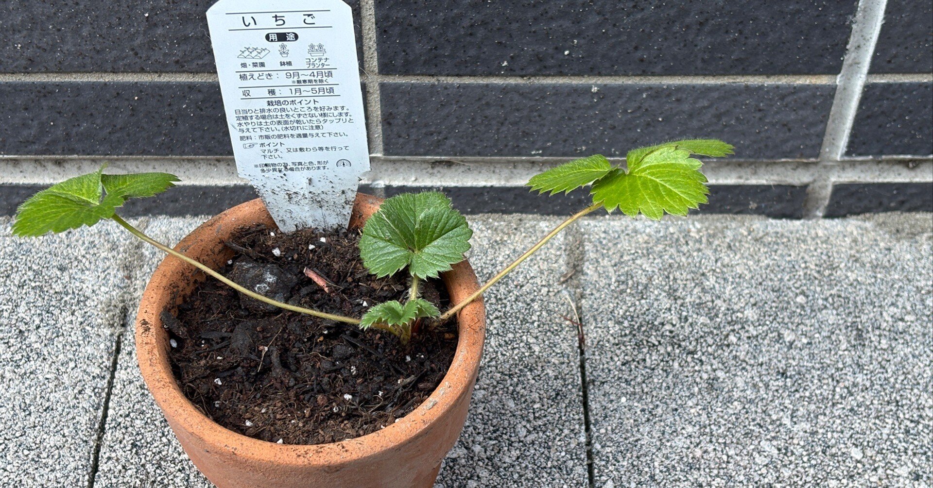 冬の寄せ植えといちごの苗｜しばいぬの置き手紙