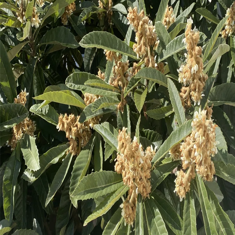 暮らしっ句］枇杷の花［俳句鑑賞］｜トマリエ