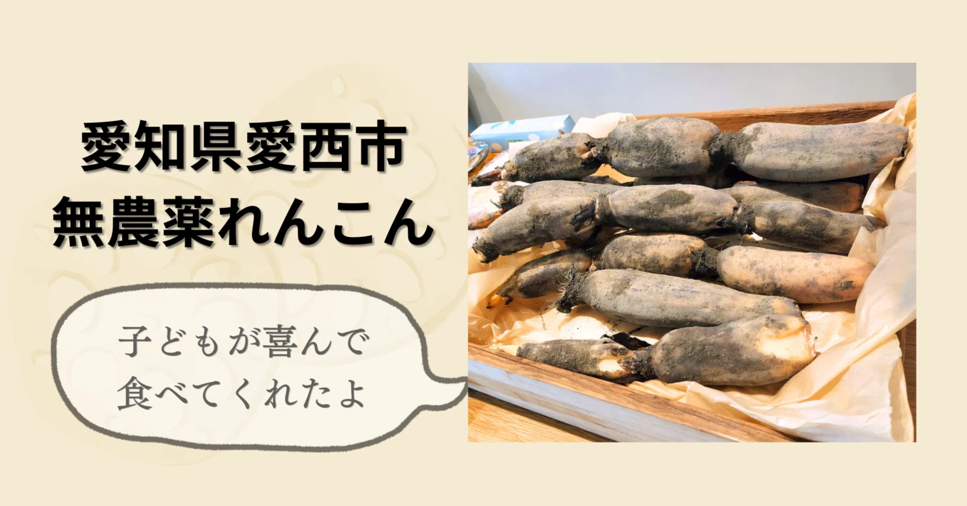 子どもが食べた！」無農薬れんこんがつないだご縁と小さな喜び｜愛西市