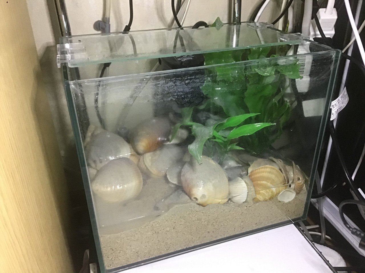 テラリウム 水槽のライト紹介と 鑑賞性がなくなってしまった湧水水槽水槽リセット ゆーいちの水槽部屋 Note