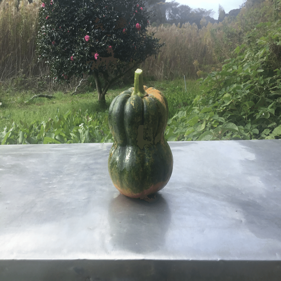 かぼちゃん｜nabecho