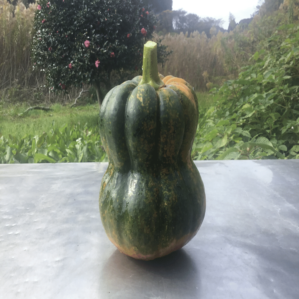 かぼちゃん｜nabecho