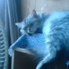 ちこり