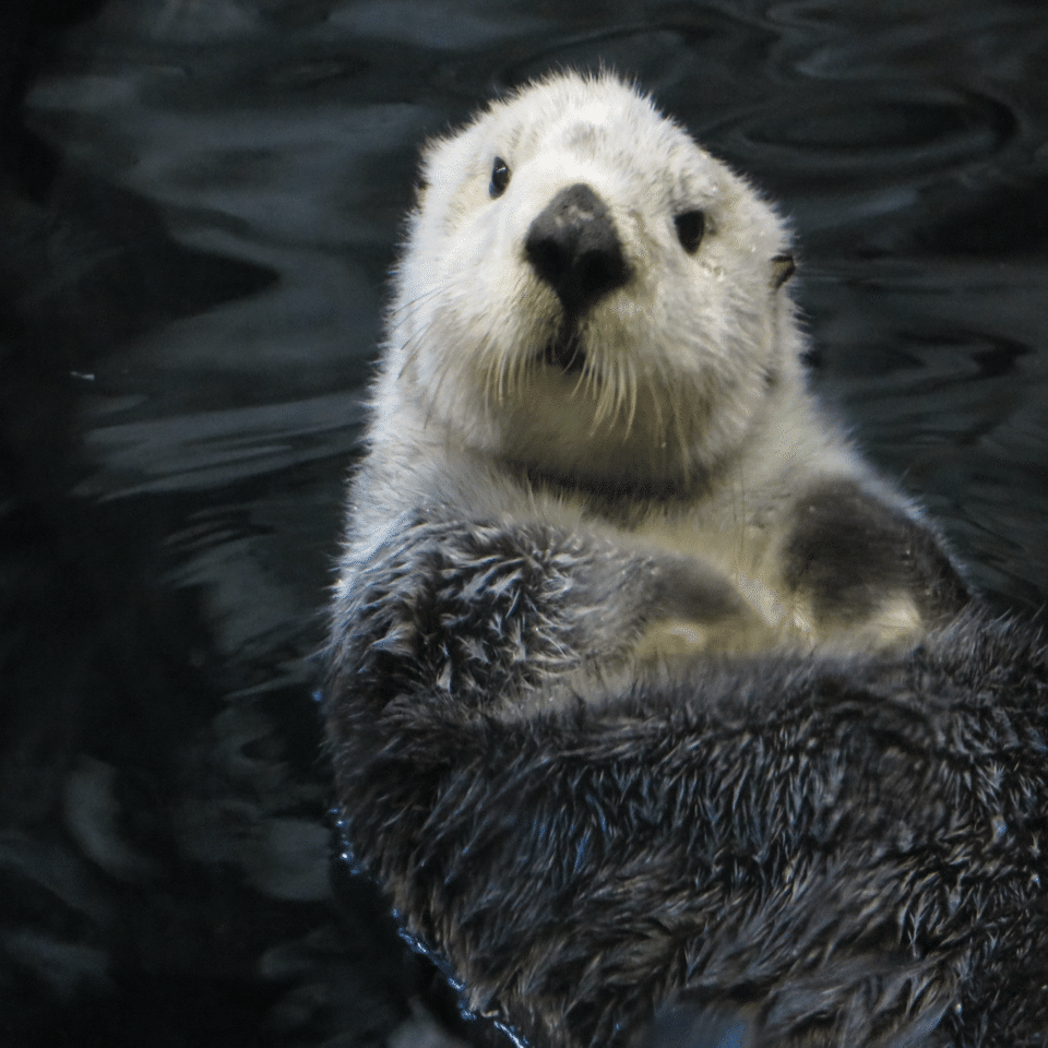 Olivineのラッコ写真コレクション 〜古いコンデジのカメラ術〜｜Olivine