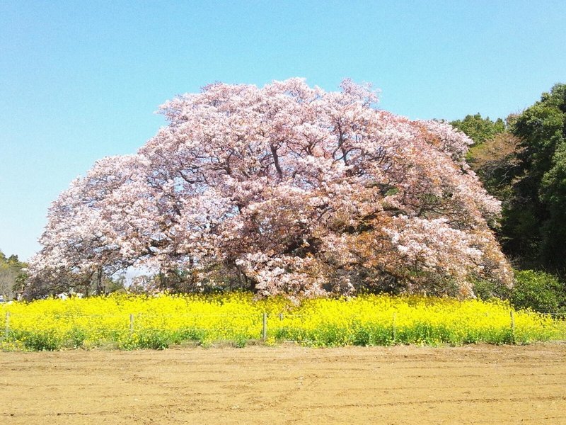 印旛村桜