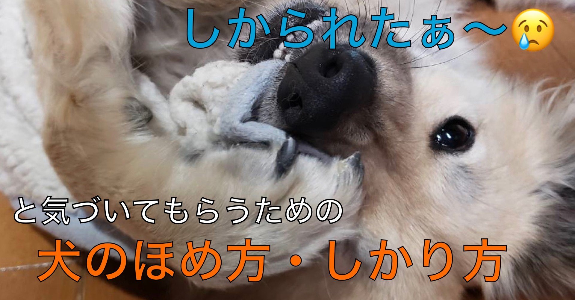犬のほめ方 しかり方 ドッグライフサポーター 獅子パパ Note 犬のほめ方 しかり方 ドッグライフサポーター 獅子パパ Note