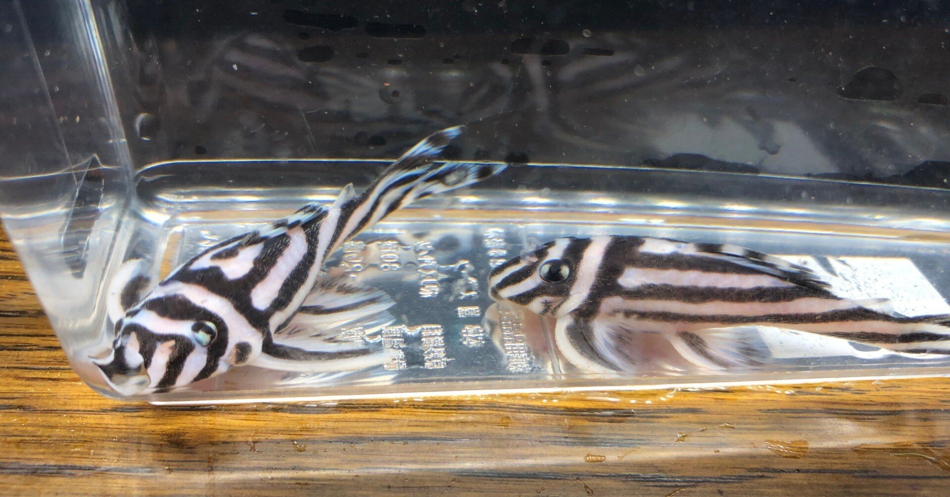 インペリアルゼブラプレコをお得に購入する方法｜だんごむし。／趣味