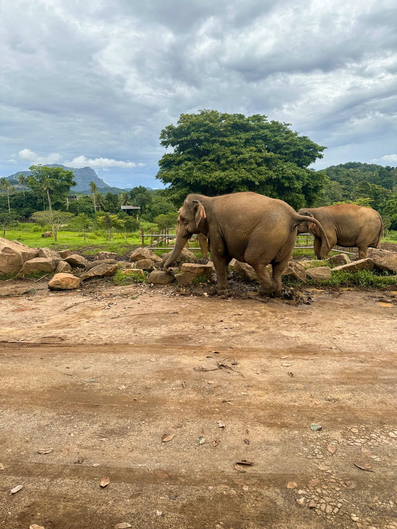 🐘 スリランカでアーユルヴェーダしてきました：ピンナワラの象の孤児