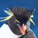 イワトビペンギン