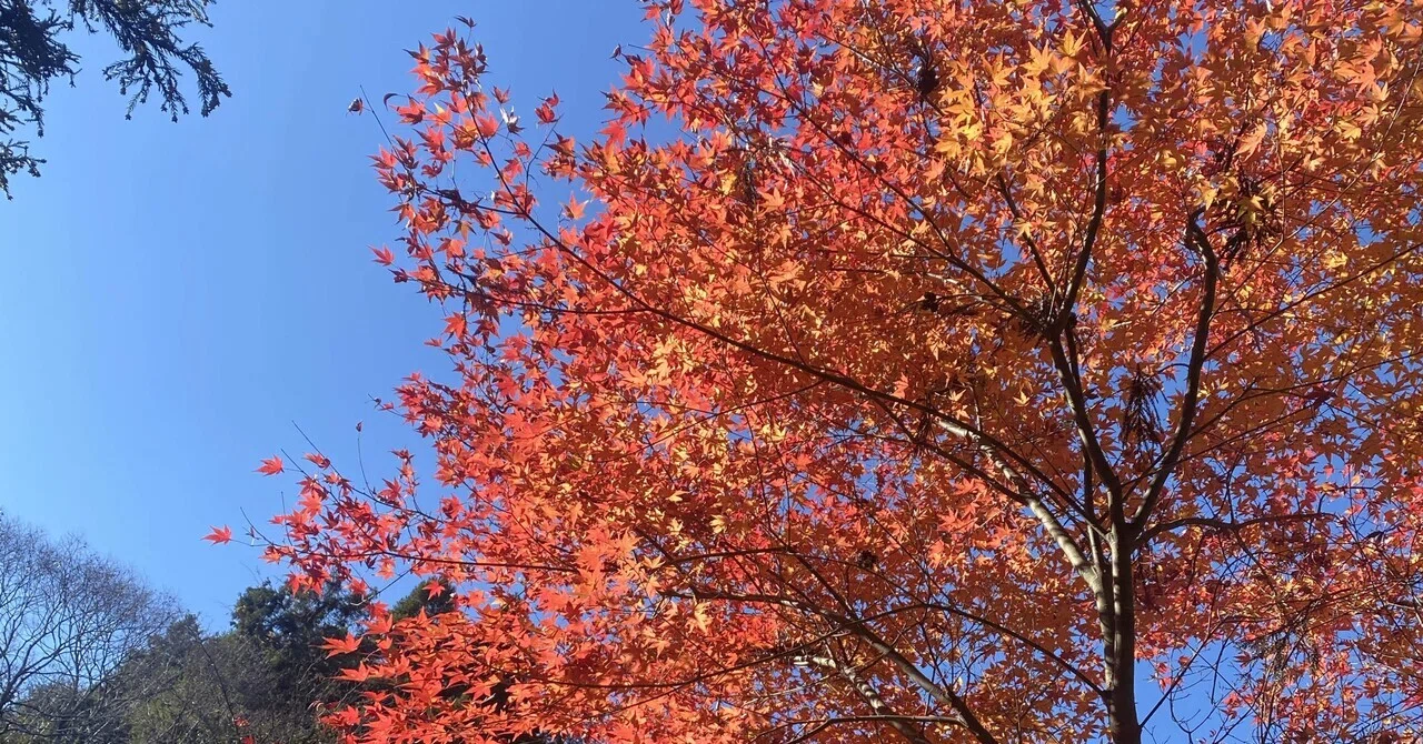 小湊鉄道でゆく養老渓谷【紅葉狩り】｜おきあがりにぼし