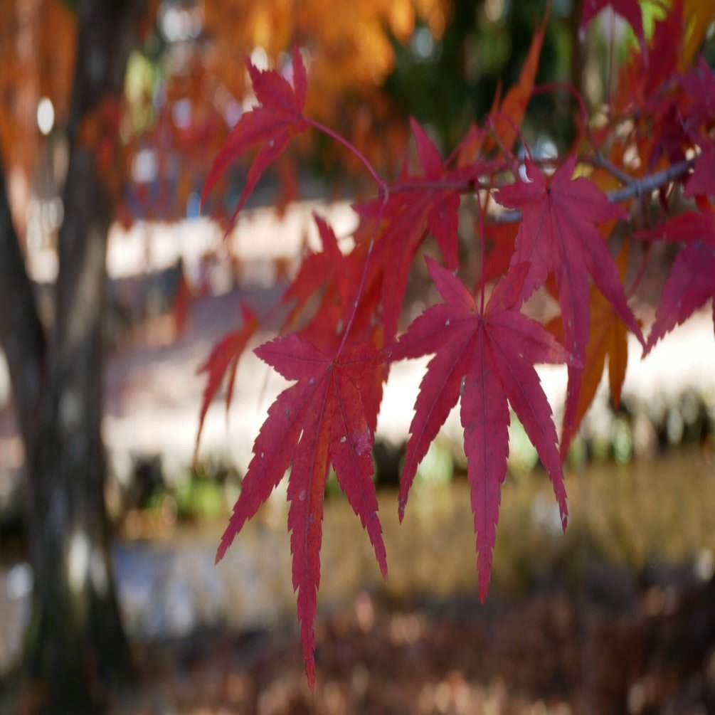 639 晩秋の京都・上賀茂神社で紅葉を愛でる｜ミヤコカエデ（Miyako Kaede)